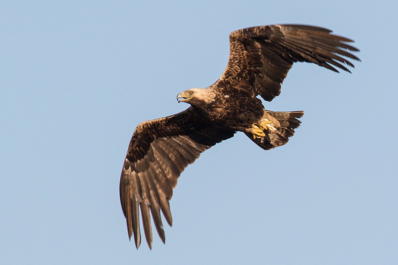 Izvor fotografije ORAO KRSTAŠ: Marton Horvath