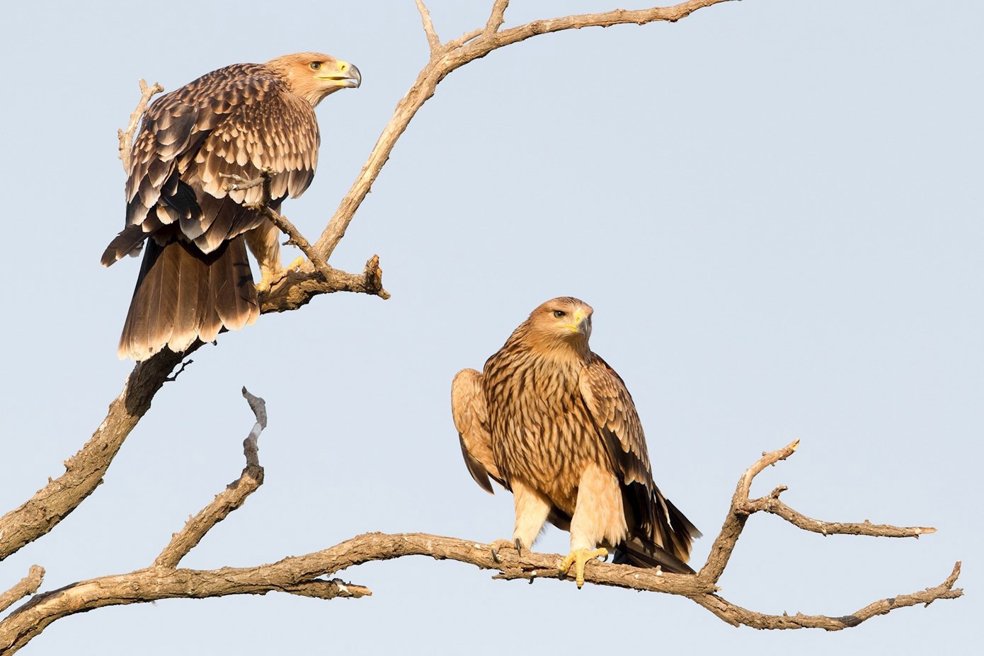 Izvor fotografije ORAO KRSTAŠ: Szilárd Morvai